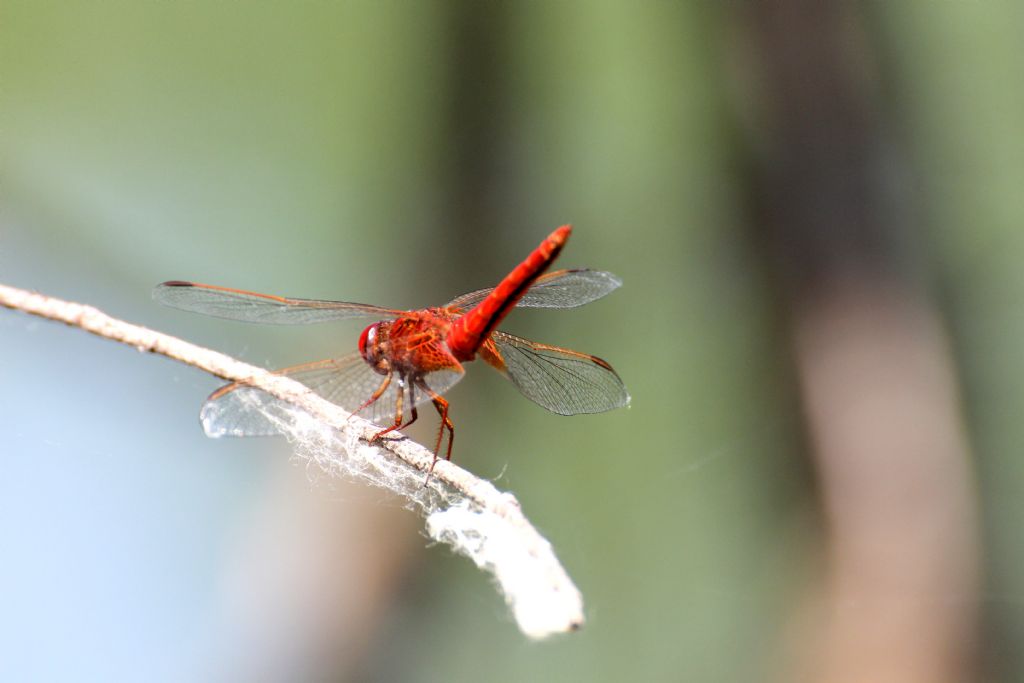 Zampe colorate, quindi... Crocothemis erythraea,    maschio